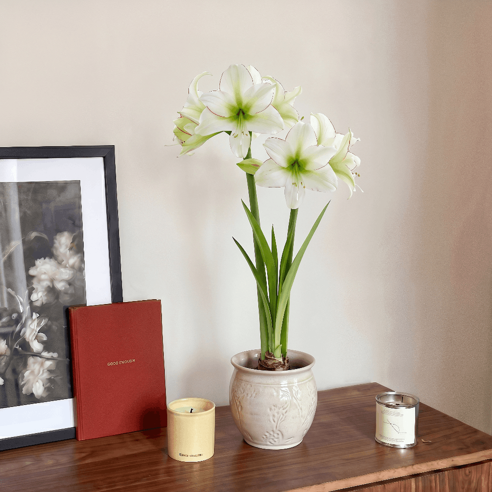 Amaryllis Sissi