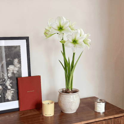 Amaryllis Sissi