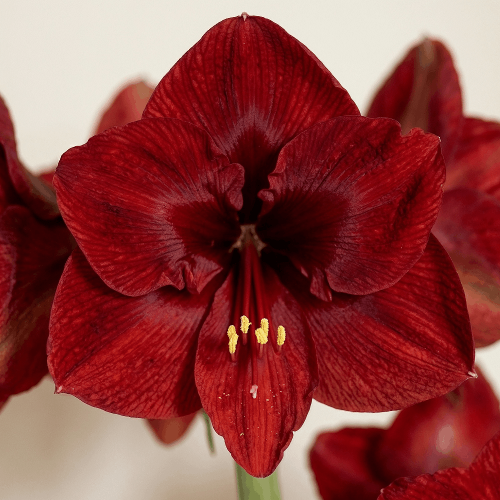 Amaryllis Calypso