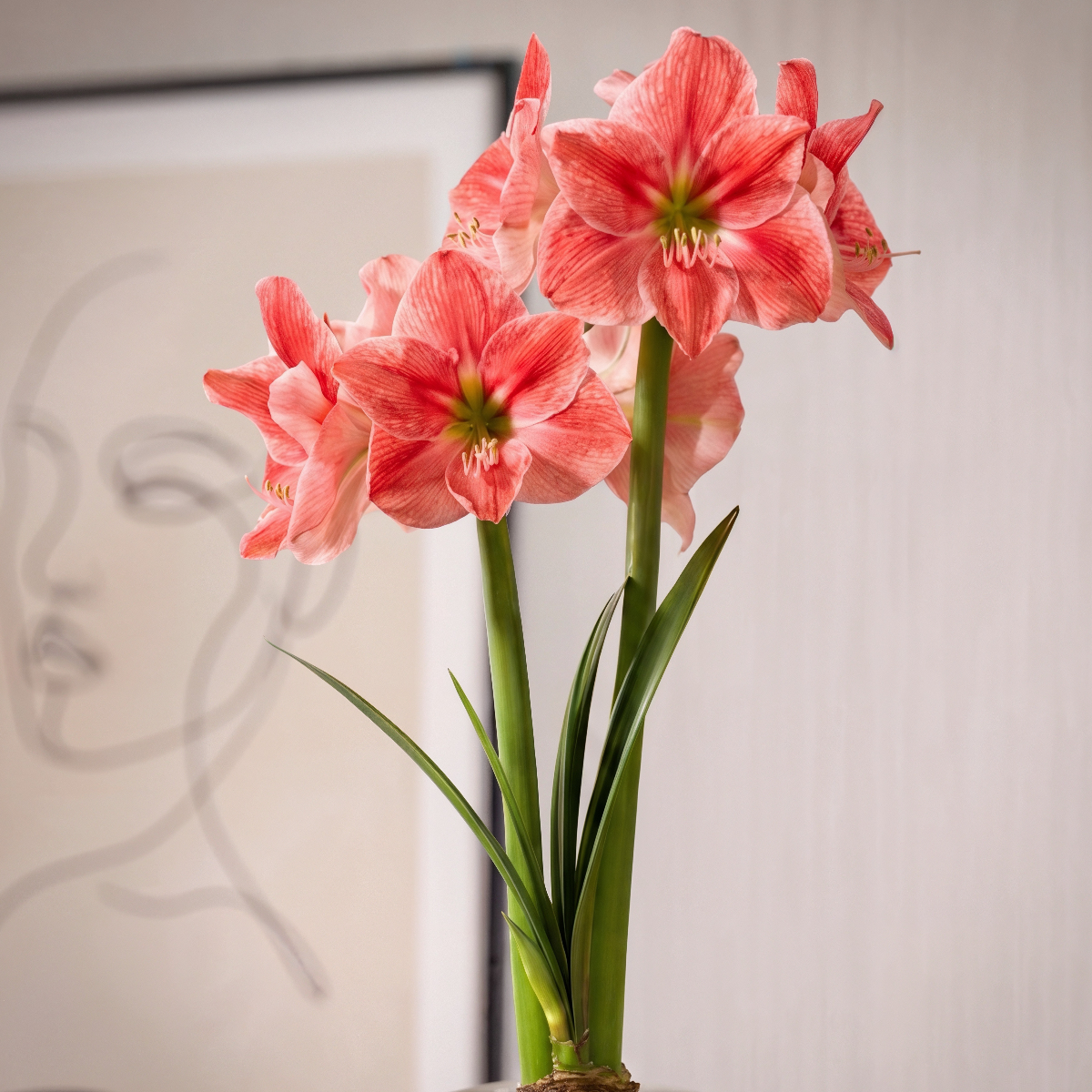 Amaryllis Sweet Cream
