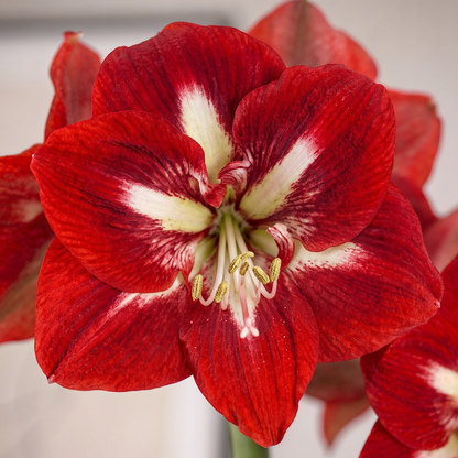 Amaryllis Barbados