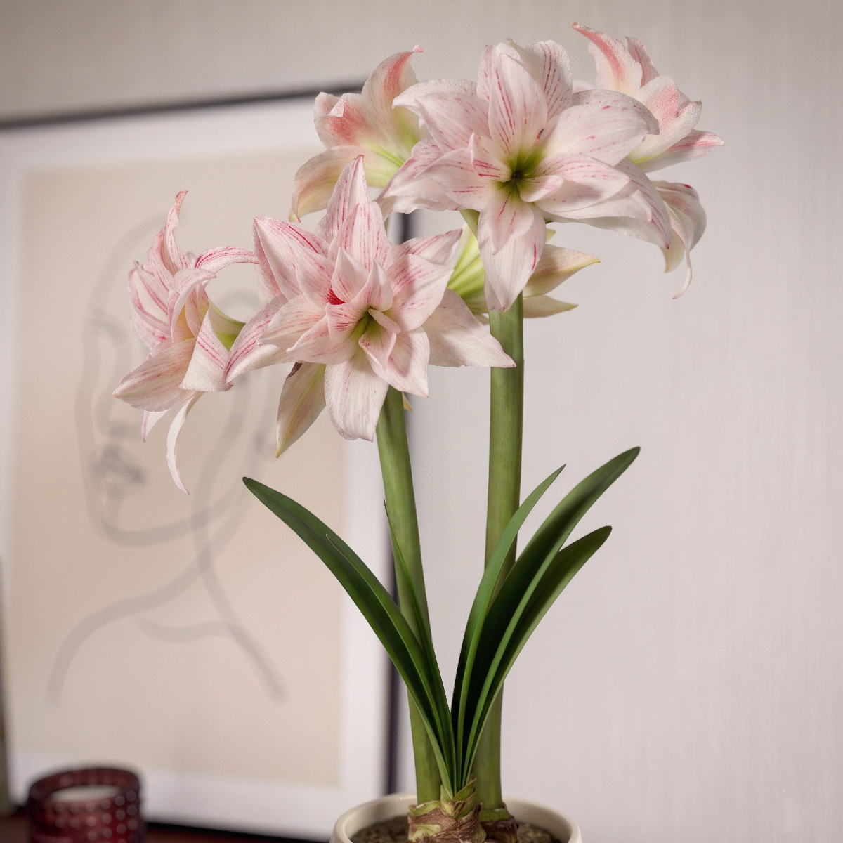 Amaryllis Pretty Amadeus