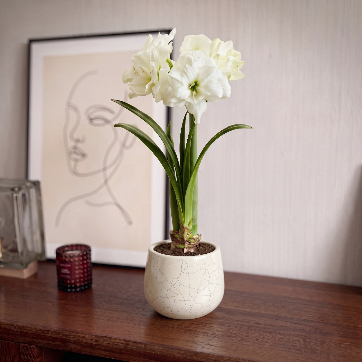Amaryllis Alfresco