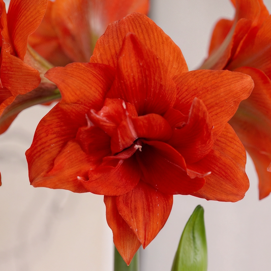 Amaryllis Celica