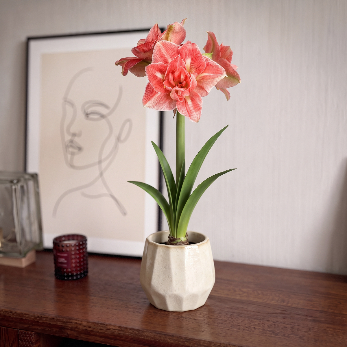 Amaryllis Lovely Nymph
