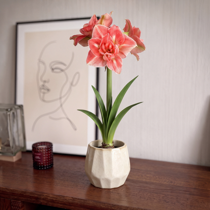 Amaryllis Lovely Nymph