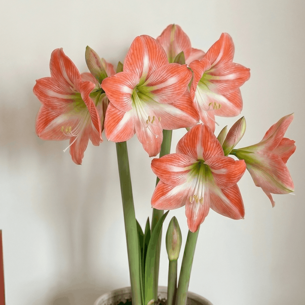 Amaryllis Daiquiri