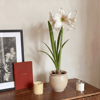 Amaryllis Marula