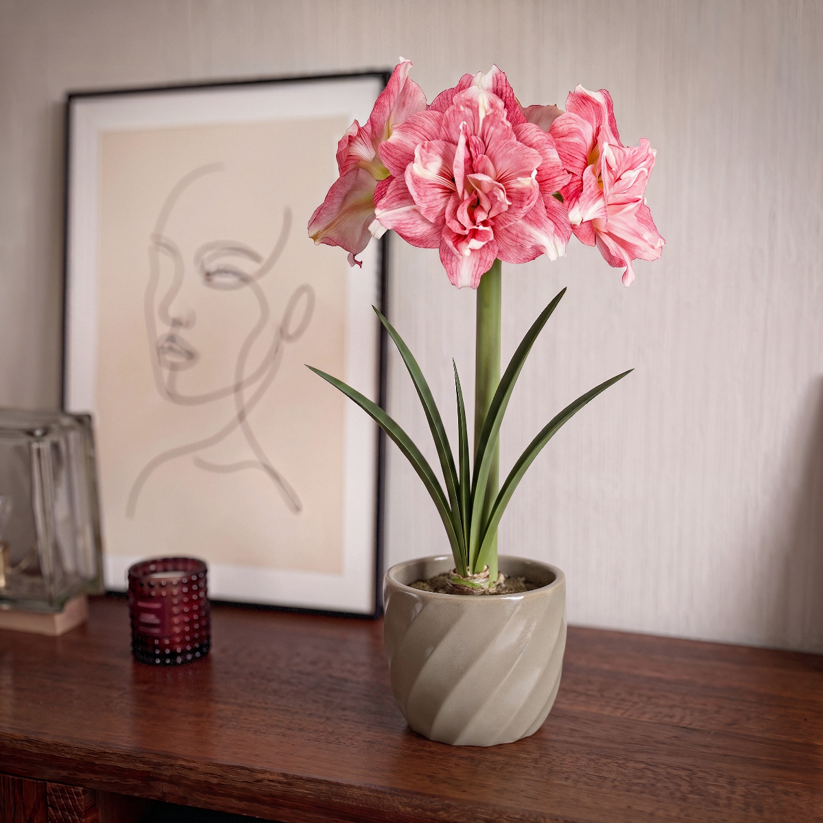 Amaryllis Rozetta