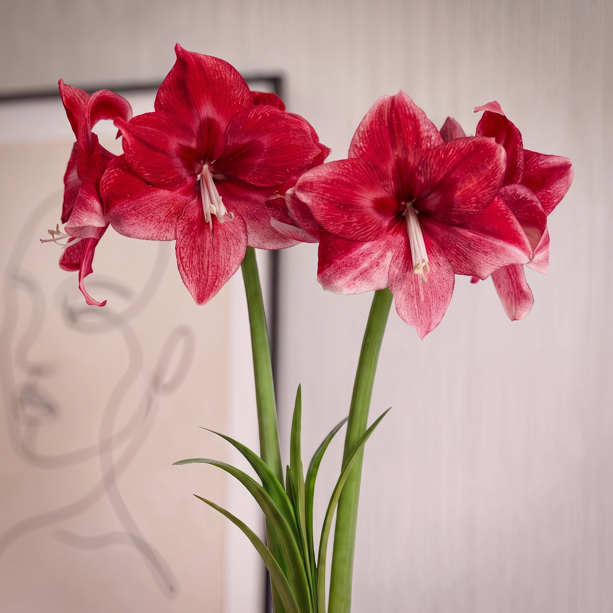 Amaryllis Daphne