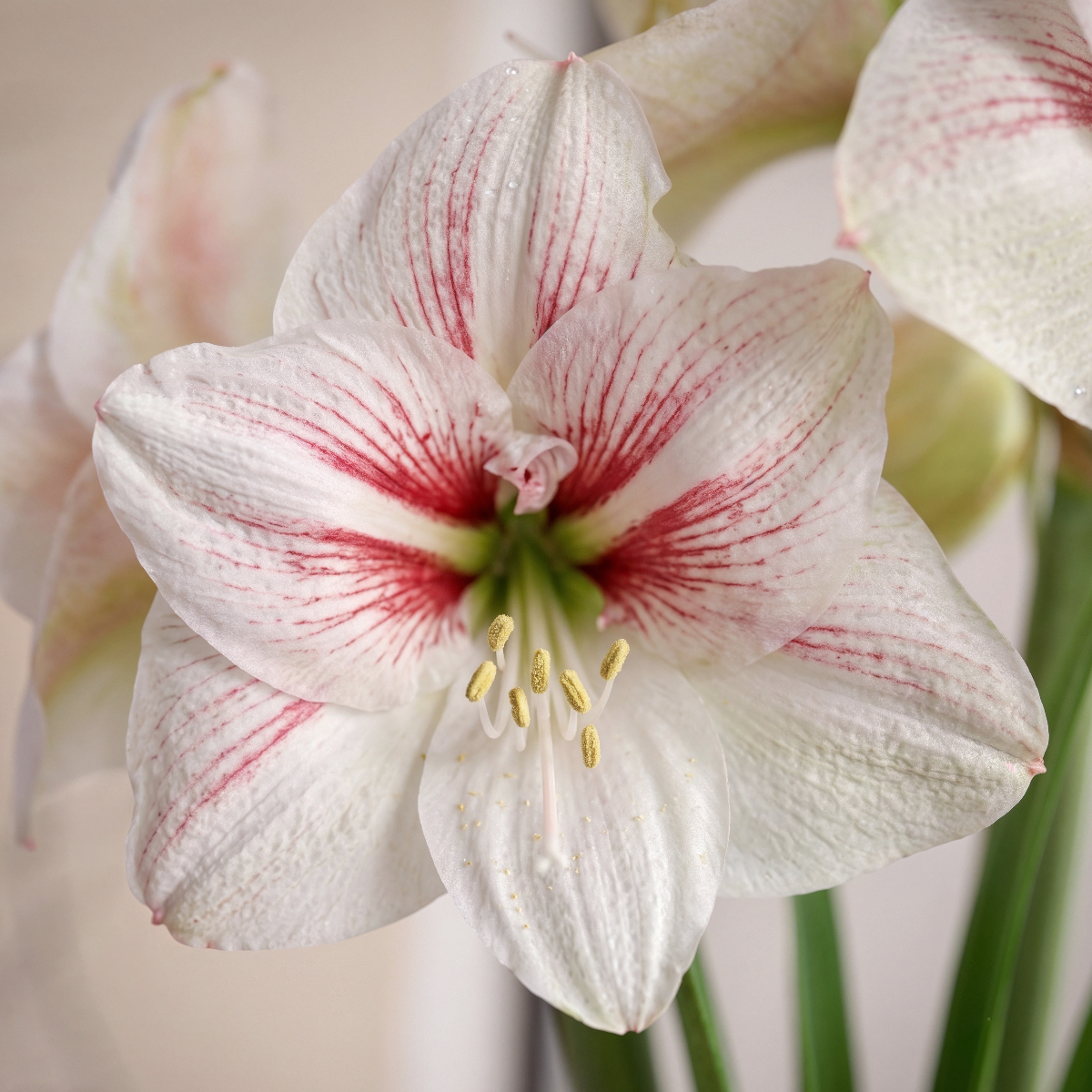 Amaryllis Elsa