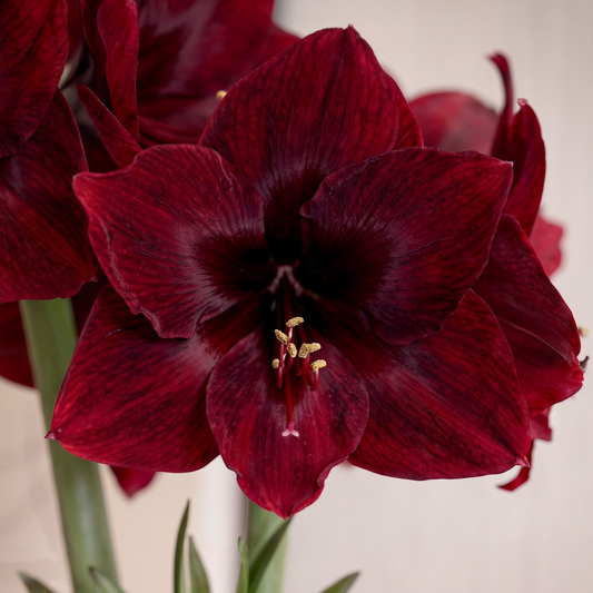 Amaryllis Carmen