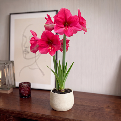 Amaryllis (Hippeastrum) Pink Surprise