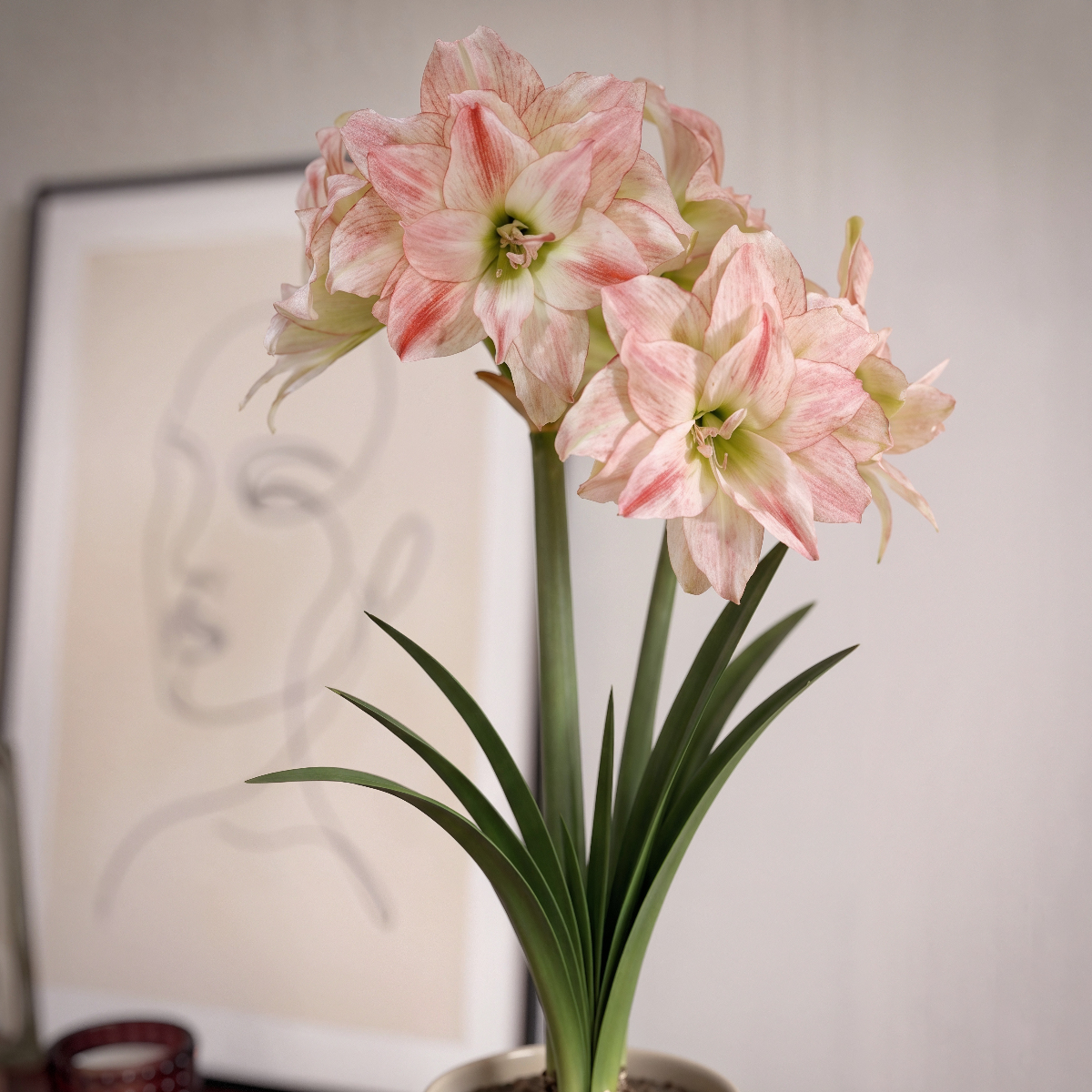 Amaryllis Aphrodite