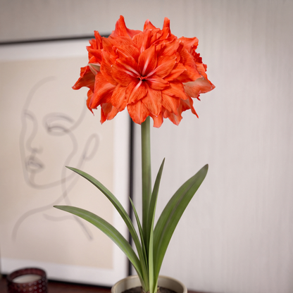Amaryllis Double Circus