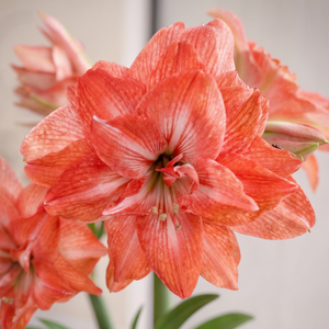 Amaryllis Lady Jane