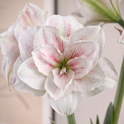Amaryllis Aquaro