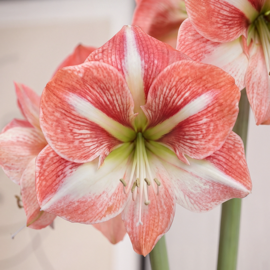 Amaryllis Strong King