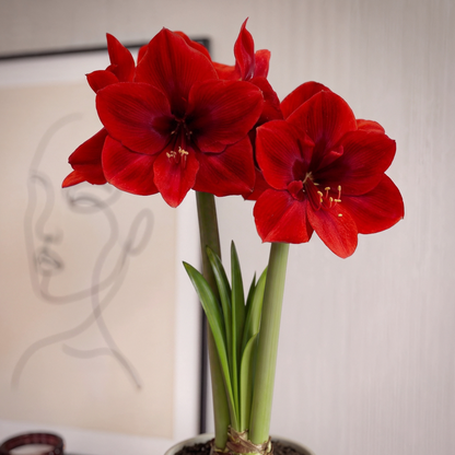 Amaryllis Red Cream