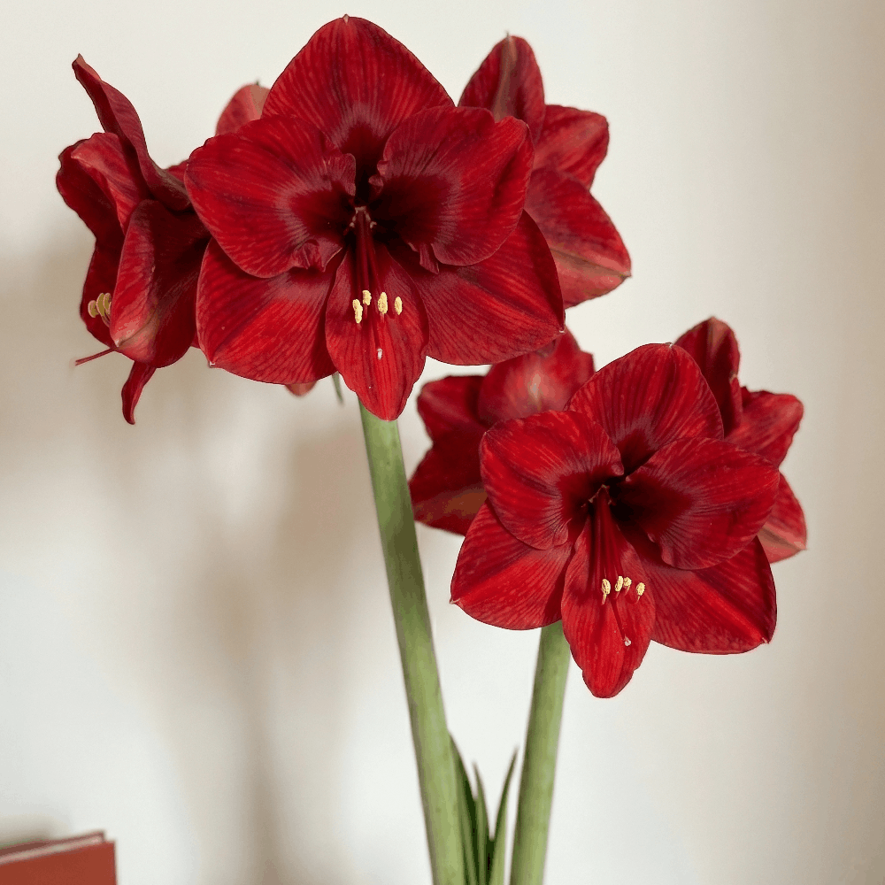 Amaryllis Calypso
