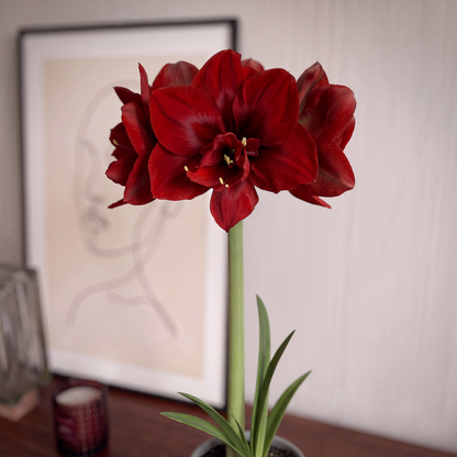 Amaryllis Velvet Nymph