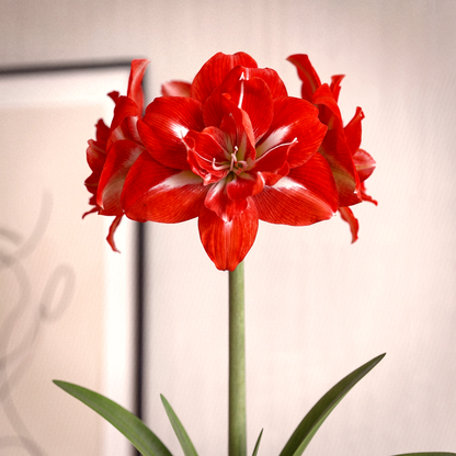 Amaryllis Happy Nymph