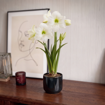 Amaryllis Wedding Dance