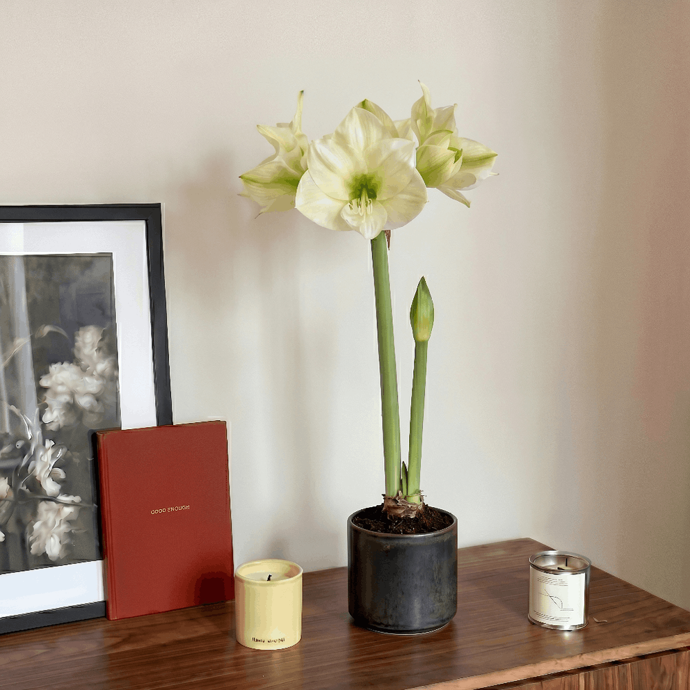 Amaryllis Montana