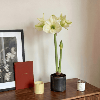 Amaryllis Montana