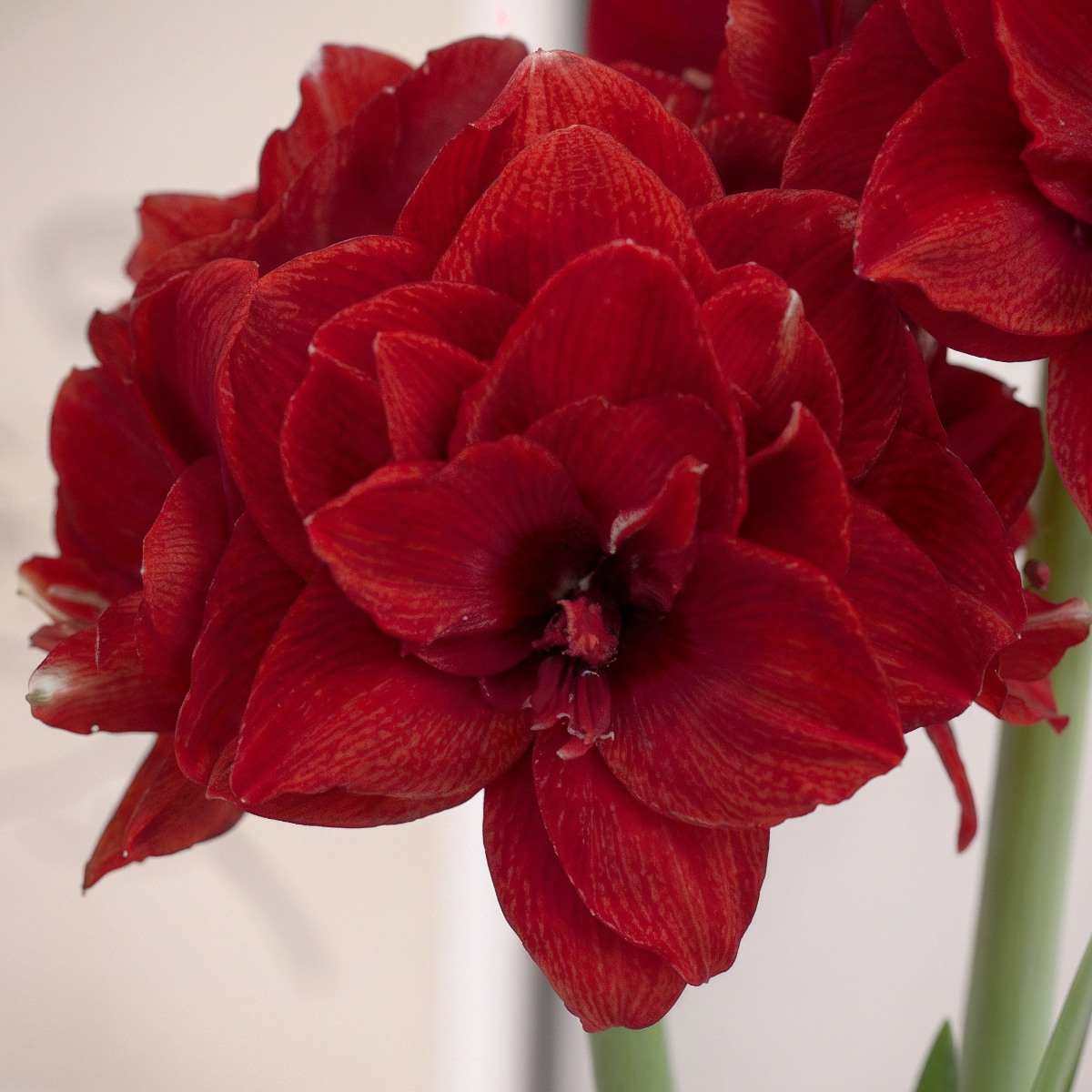 Amaryllis Inferno