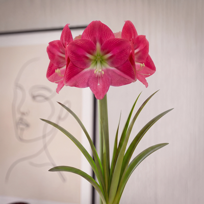 Amaryllis Amalfi