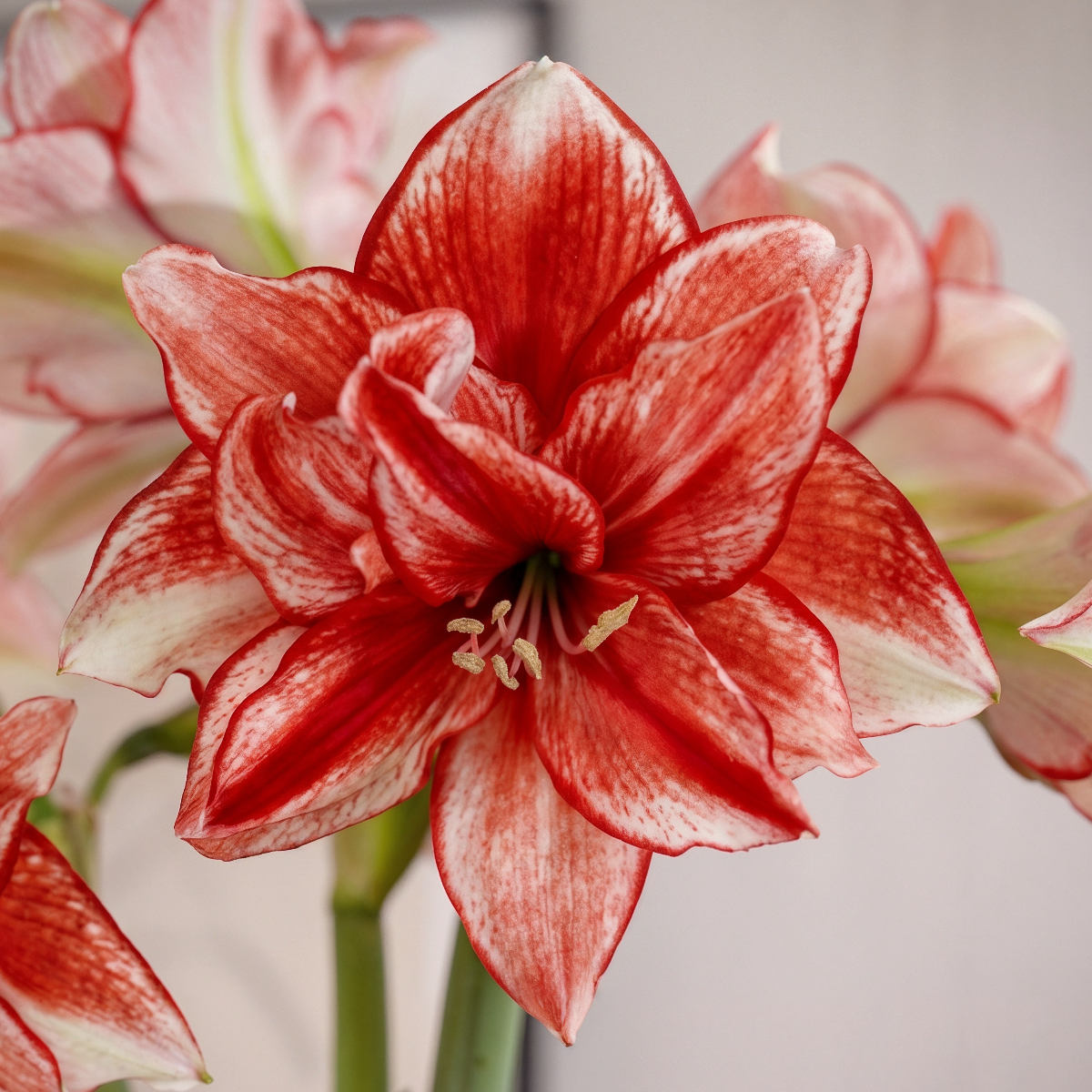 Amaryllis Flamed Amadeus