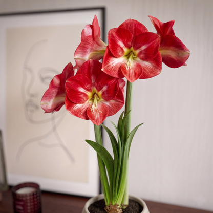 Amaryllis Candy Cream