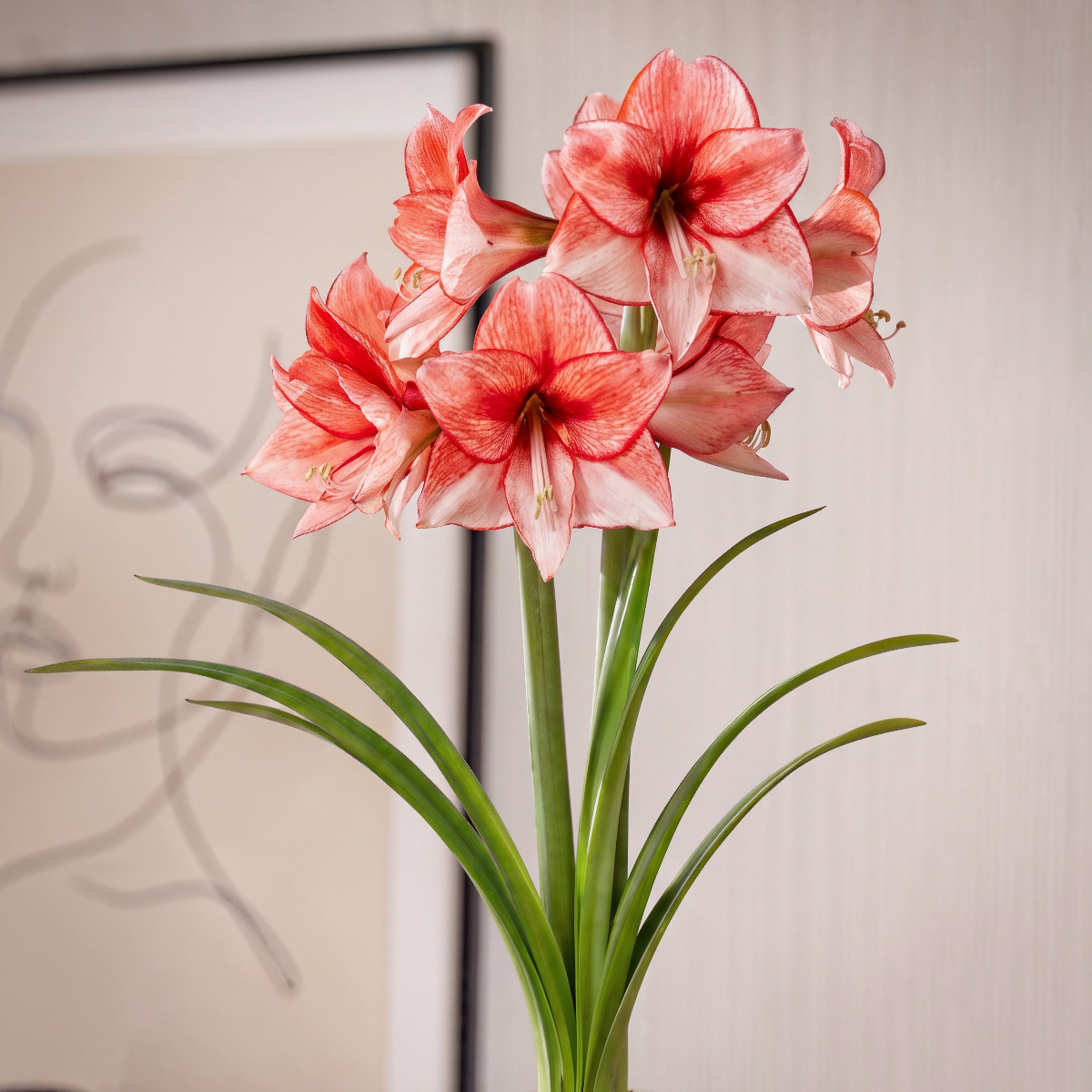Amaryllis Charisma