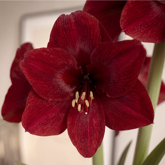 Amaryllis Karoo