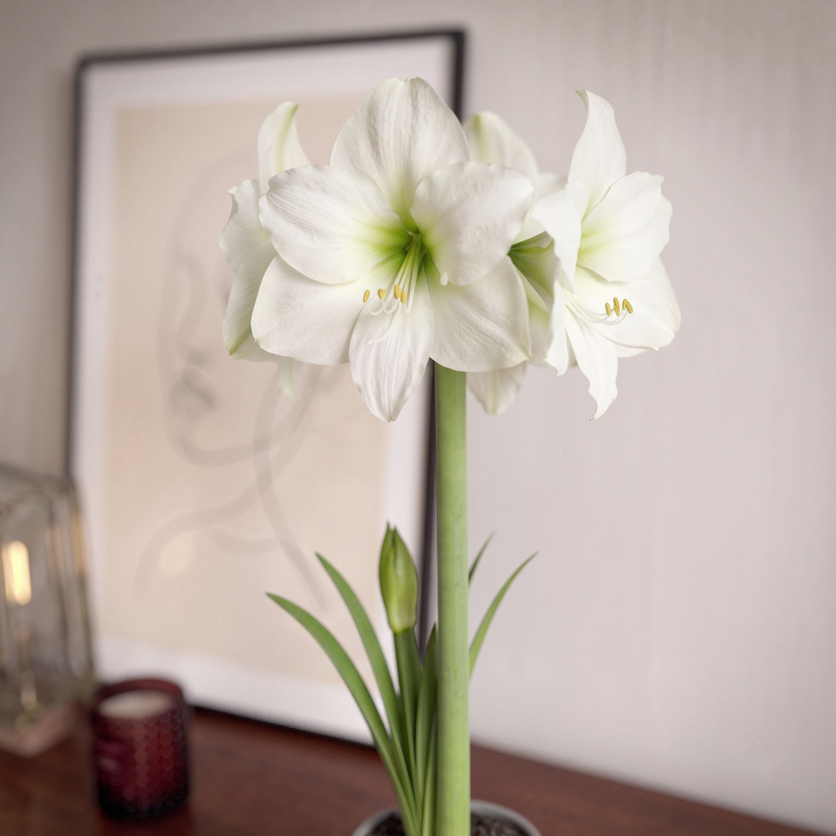 Amaryllis Moscow