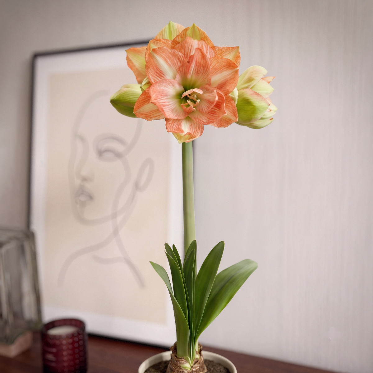 Amaryllis Beautiful Emotion