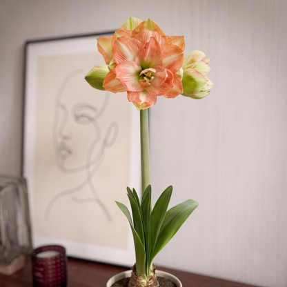 Amaryllis Beautiful Emotion