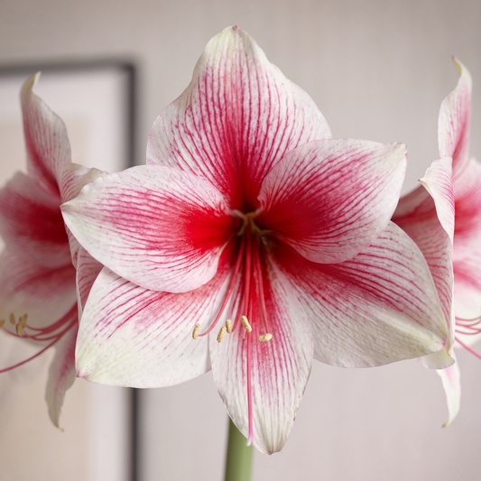Amaryllis Pink Beauty