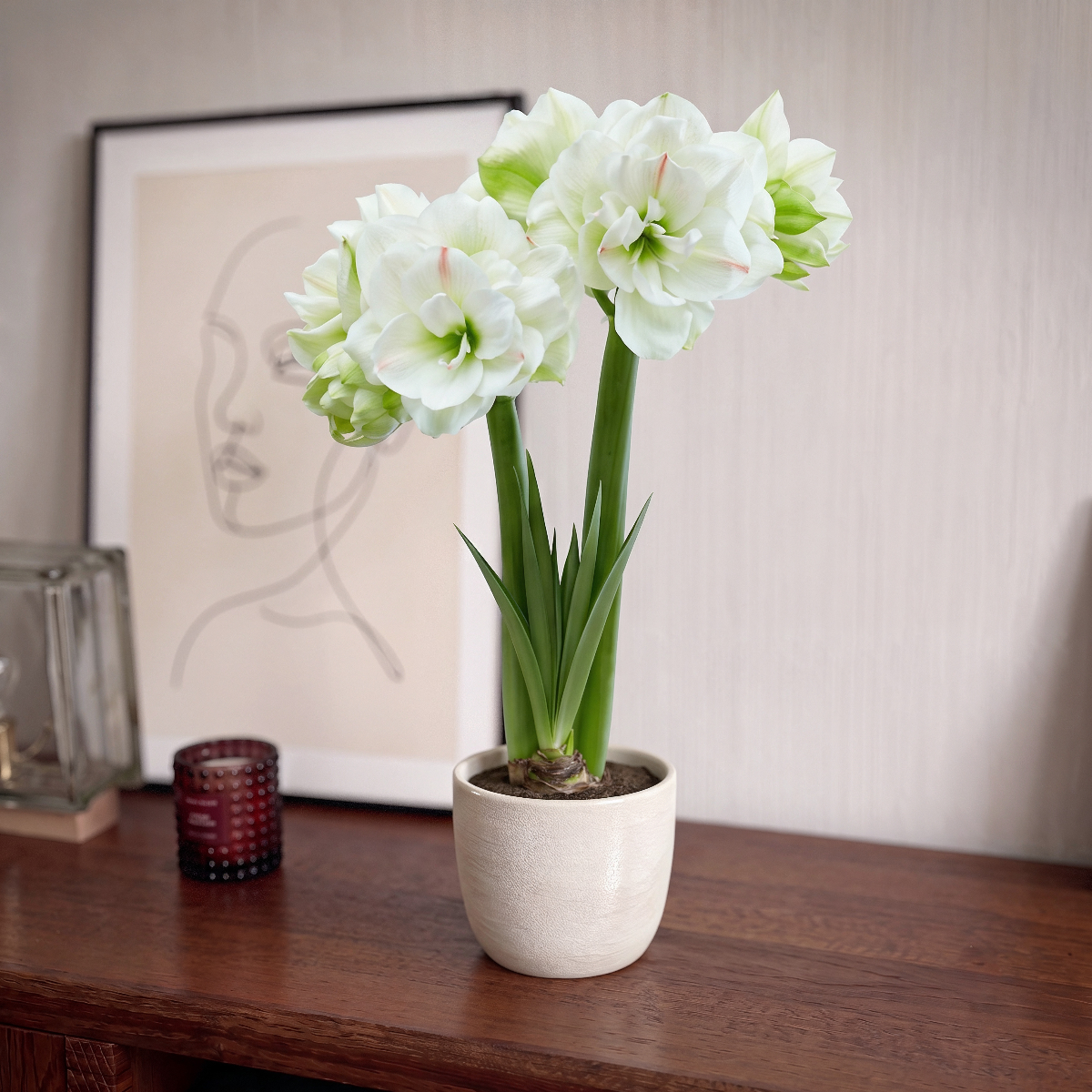 Amaryllis White Amadeus