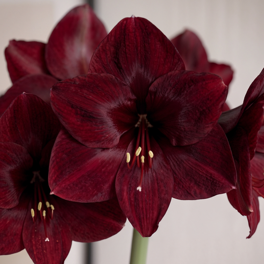 Amaryllis Premiere