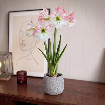 Amaryllis Cherry Blossom