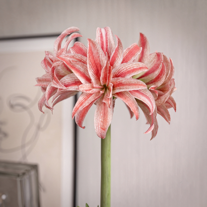 Amaryllis Doublet