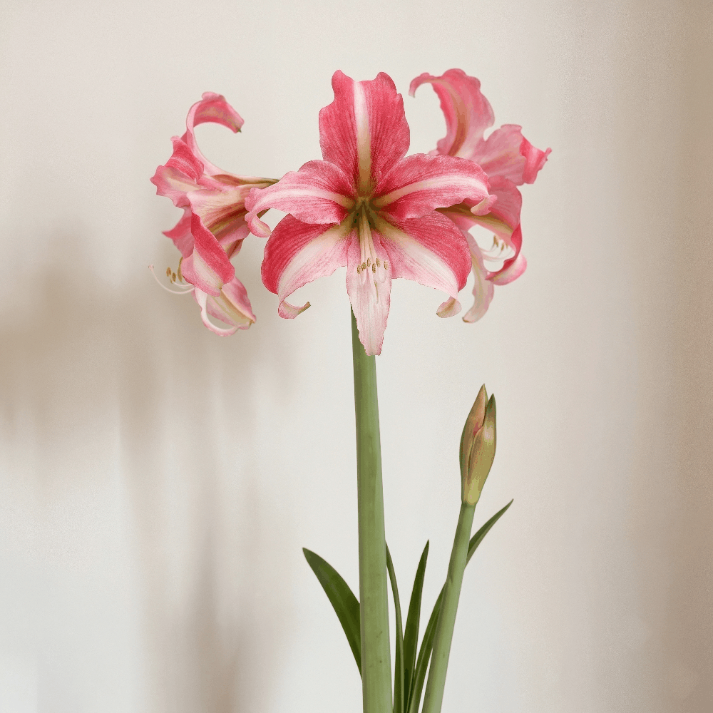 Amaryllis (Hippeastrum) Imbali