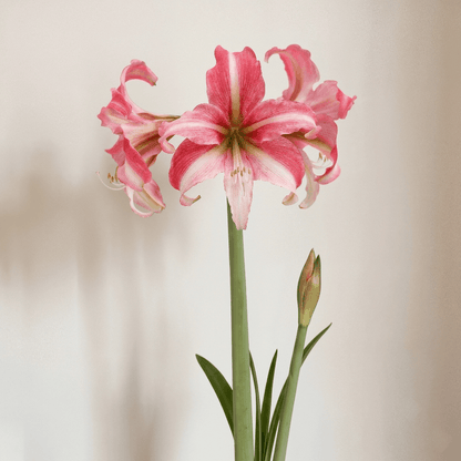 Amaryllis (Hippeastrum) Imbali