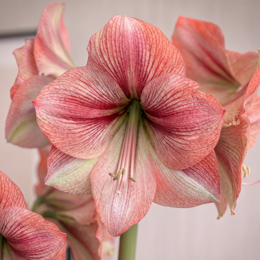 Amaryllis Provence