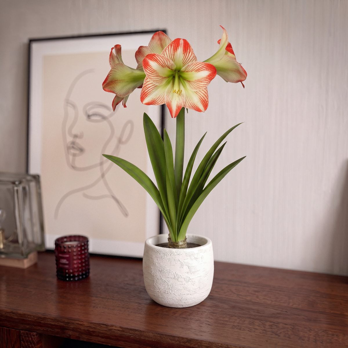 Amaryllis Tropical Sensation