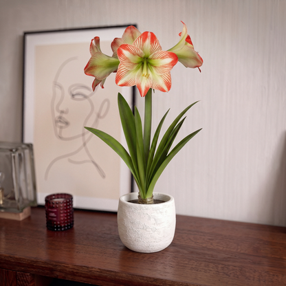 Amaryllis Tropical Sensation