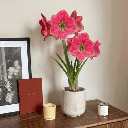 Amaryllis Breathless