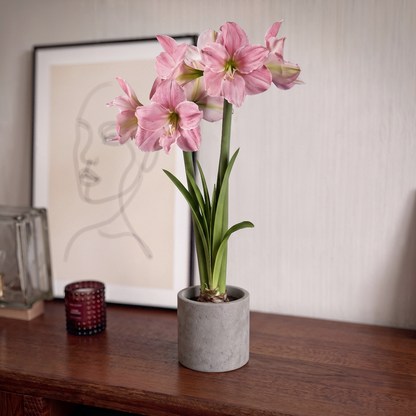 Amaryllis Sweet Star